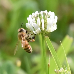 Apis mellifera