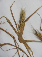 Elymus virginicus virginicus