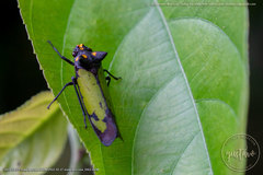 Zyzzogeton viridipennis