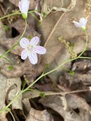 Claytonia caroliniana