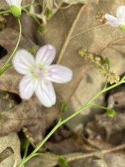 Claytonia caroliniana