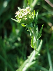 Lepidium heterophyllum