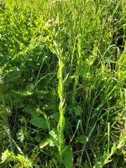 Lepidium heterophyllum