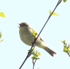 Phylloscopus trochilus