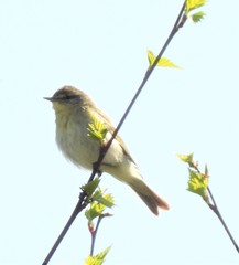 Phylloscopus trochilus