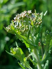 Lepidium heterophyllum