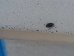 Charagochilus gyllenhalii
