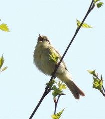 Phylloscopus trochilus