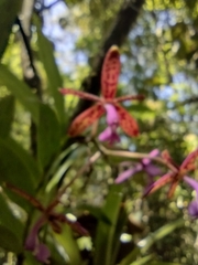 Epidendrum cnemidophorum