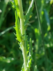 Lepidium heterophyllum