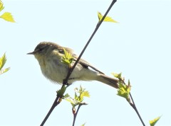 Phylloscopus trochilus