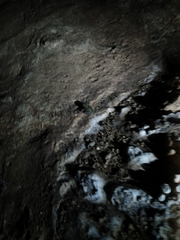 Craugastor yucatanensis