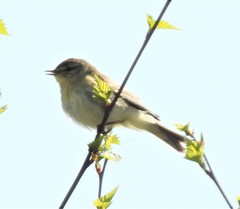 Phylloscopus trochilus