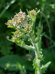 Lepidium heterophyllum