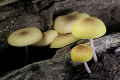 Pluteus chrysaegis