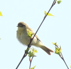 Phylloscopus trochilus