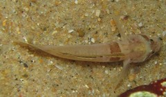 Hetereleotris zonata