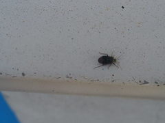 Charagochilus gyllenhalii