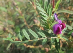 Vicia sativa