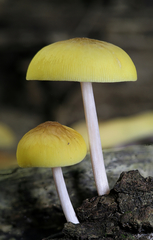 Pluteus chrysaegis