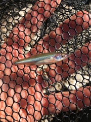 Notropis percobromus