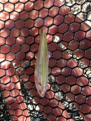 Notropis percobromus