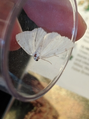 Lomographa bimaculata