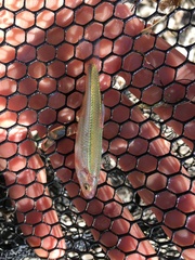 Notropis percobromus