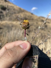 Grindelia nuda aphanactis