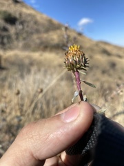 Grindelia nuda aphanactis