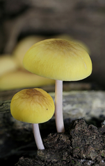 Pluteus chrysaegis