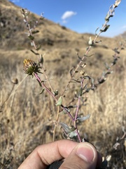 Grindelia nuda aphanactis