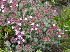 Thymus camphoratus
