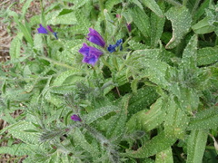 Echium creticum granatense