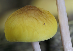 Pluteus chrysaegis