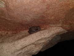 Craugastor yucatanensis