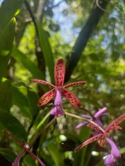 Epidendrum cnemidophorum