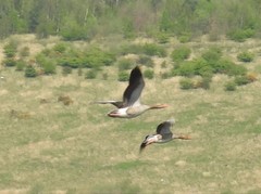 Anser anser