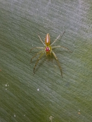 Lyssomanes antillanus