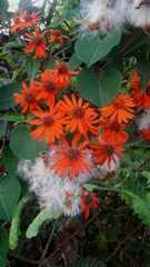 Pseudogynoxys chenopodioides