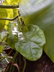 Passiflora intricata