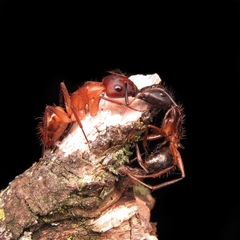 Camponotus