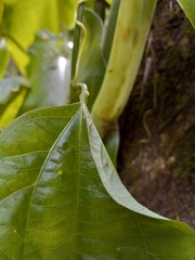 Passiflora intricata