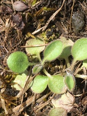 Micranthes virginiensis