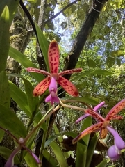 Epidendrum cnemidophorum