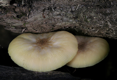Pluteus chrysaegis