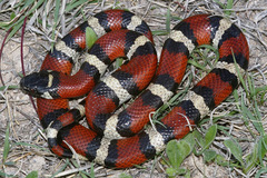 Lampropeltis gentilis
