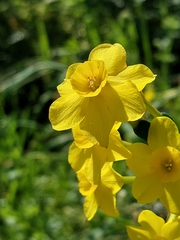 Narcissus jonquilla