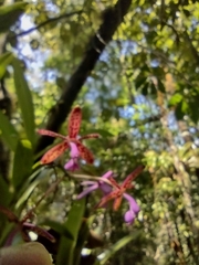 Epidendrum cnemidophorum