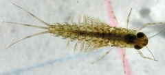 Siphlonurus